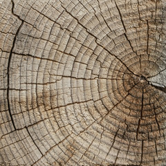 The surface of a transverse cut of a tree. Concentric texture of wood. There are many cracks. Square shape of wooden tiles.