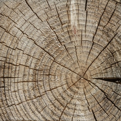Fototapeta premium The surface of a transverse cut of a tree. Concentric texture of wood. There are many cracks. Square shape of wooden tiles.