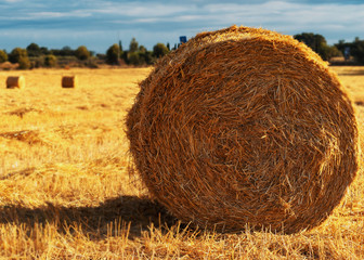 Field with straw bales