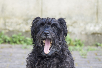 portrait of black schnauzer dog with brick wall background