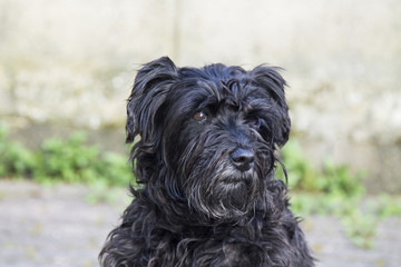 portrait of black schnauzer dog with brick wall background