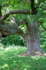 Eiche ca. 450 Jahre alt