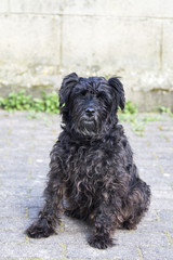 portrait of black schnauzer dog with brick wall background