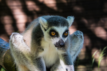 Lemur animal enjoying the shade on the sunny day