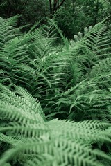 Ббадукские озёра 