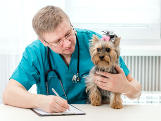 Veterinarian holding dog on hands at vet clinic