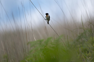 Stonechat in Kirigamine, Nagano Prefecture, Japan.