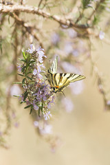 butterfy Papilio machaon spring