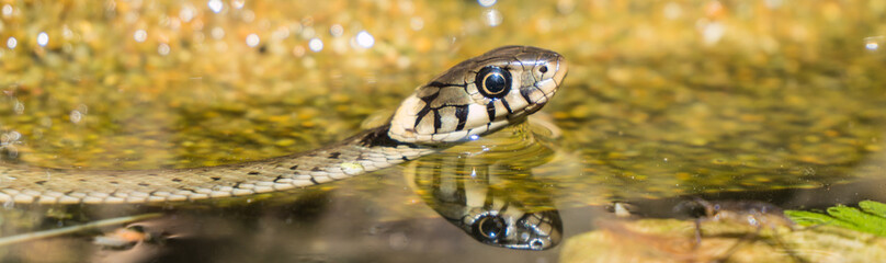 Ringelnatter im Gartenteich