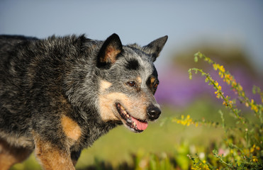 Australian Cattle Dog outdoor portrait in spring flowers