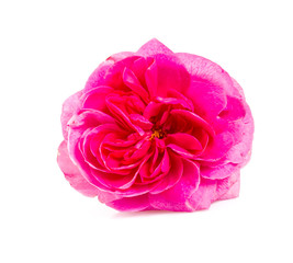 pink rose isolated on white