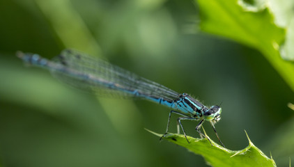 Closeup a green dragonfly Calopteryx virgo on green leaf background