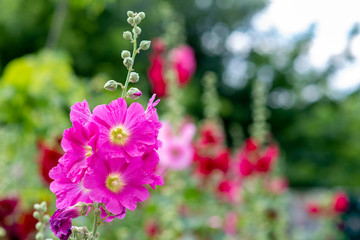 Pink flowers on grass background
