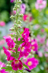 Fototapeta premium Pink flowers on grass background