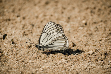 Fototapeta na wymiar White butterfly sitting on the sand