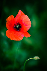 Fototapeta premium poppy flower
