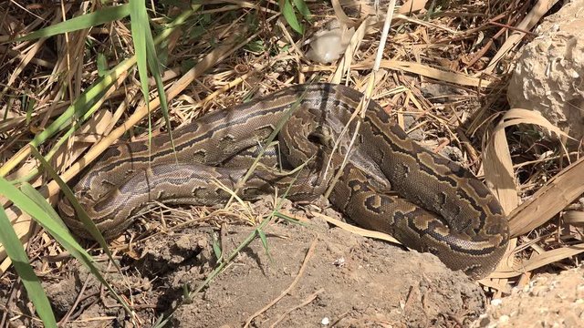 Ball python snake in the wild - Africa