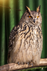 big beautiful owl sitting on a branch. unblinking eyes.