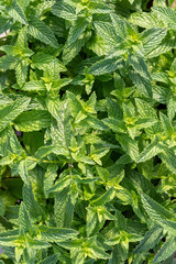 Grüne Blätter einer Minze im Sommer auf dem Balkon 