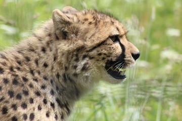 Naklejka na ściany i meble Cheetah