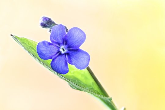 Creeping navelwort or Blue-eyed-Mary