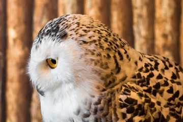 Pygmy owl,Glaucidium brodiei 1 year old isolate on background, copy space.Technical closed up