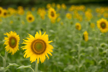 今年も咲いた、総社市国分寺そばのひまわり