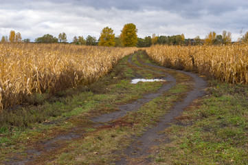 Fototapeta na wymiar Autumnal landscape with dirty road after rain between ripe maize fields in central Ukraine