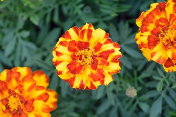 Macro texture of vibrant colored Indian Marigold flowers