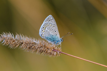 Butterfly common blue sits on a grass