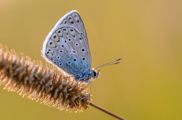 Butterfly common blue sits on a grass