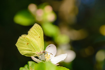 Yellow butterfly collects nectar