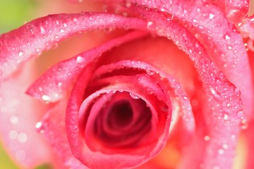 Macro texture of vibrant Red Rose with water droplets
