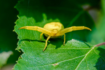 Large yellow female spider misumena vati