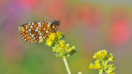 Melitaea aurelia  256