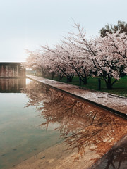 Cherry blossom with building behind neuss germany
