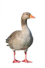 Greylag goose (Anser anser). Wild goose, isolated on white background