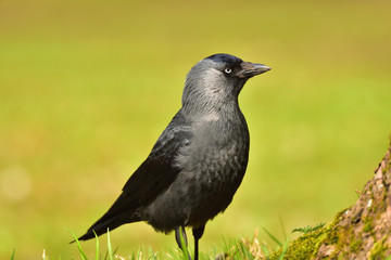 western jackdaw (Corvus monedula) on green background