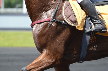 cheval de courses