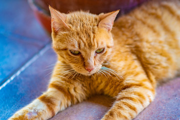 A red cat chilling on the ground
