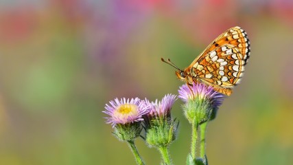 Melitaea aurelia  260