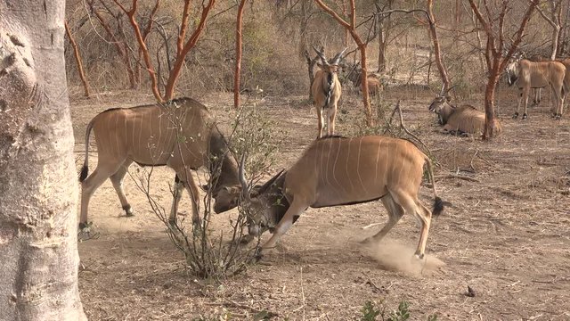 Two greater kudu fighting - Africa