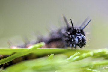 caterpillar