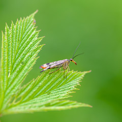 Female scorpion fly with motley wings