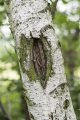 The birch tribe with damage in the skin.