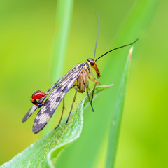 Male scorpion fly with motley wings