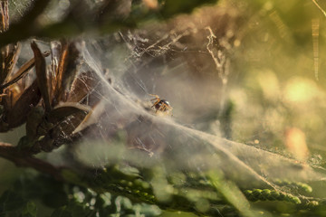 cobweb