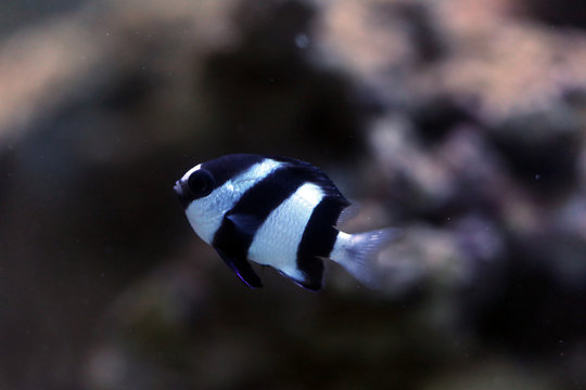 Vierbinden-Preu&szlig;enfisch (Dascyllus melanurus) 