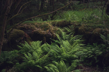 Fern bushes in a forest covered with moss