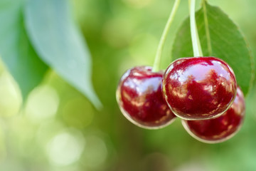 ripe cherries on the tree